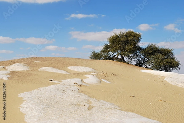 Fototapeta flowering acacia in Sahara, Egypt