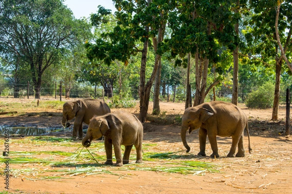 Fototapeta Baby elephants udawalawe elephant orphanage sri lanka