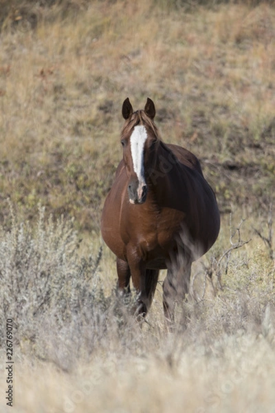 Fototapeta Wild Mustang at Theodore Roosevelt National Park in North Dakota, USA