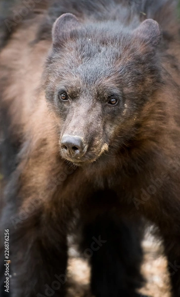 Fototapeta Black bear in the wild