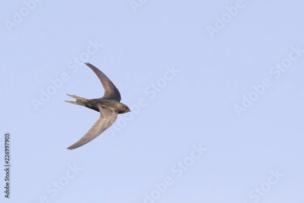 Fototapeta An adult Common swift (Apus apus) taking off to the sky in high speed. With in the background blue sky.