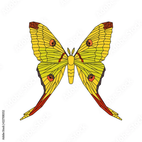 Fototapeta Comet moth vector illustration isolated on white. Female