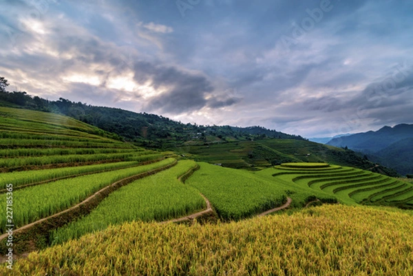 Fototapeta Mu Cang Chai terraces rice fields in harvest season