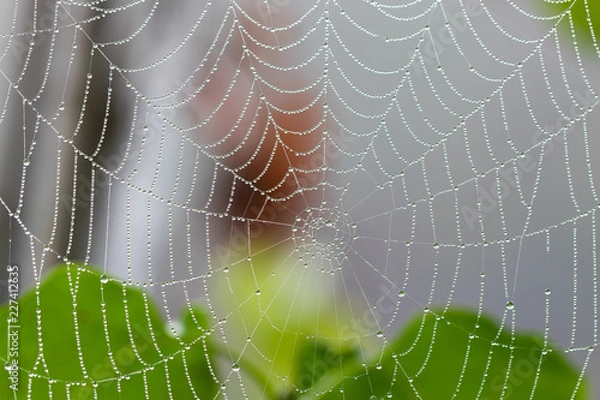 Fototapeta Spider web with raindrops on blurred background; close-up