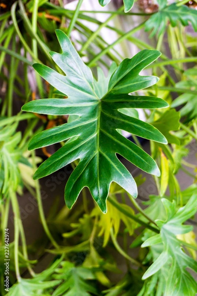 Fototapeta Green leaf