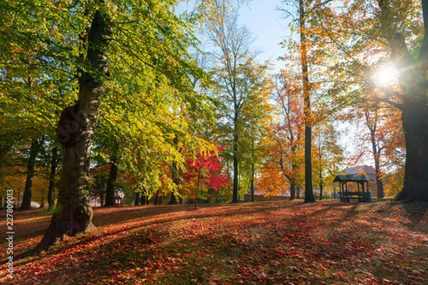 Obraz autumn in park in fall season