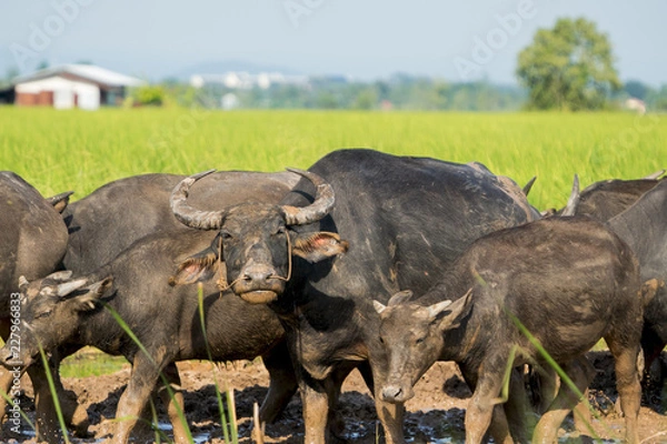 Fototapeta Buffalo Thailand in the field rice, Buffalo walk.