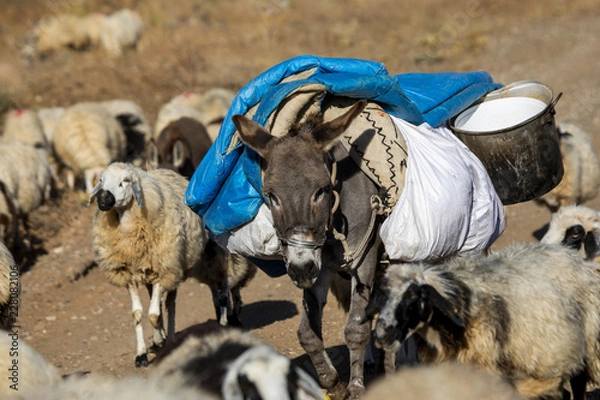 Fototapeta sheep and donkey