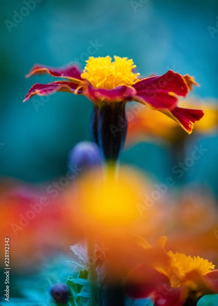 Obraz red and yellow marigold flower on blue background