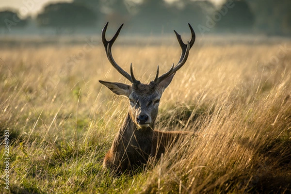 Fototapeta Deer in the park