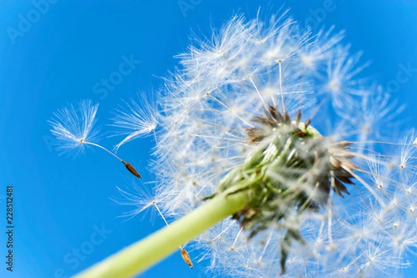 Fototapeta Close-up of a dandelion or taraxacum  flower head with florets and seed heads flying in the wind against a saturated blue sky 