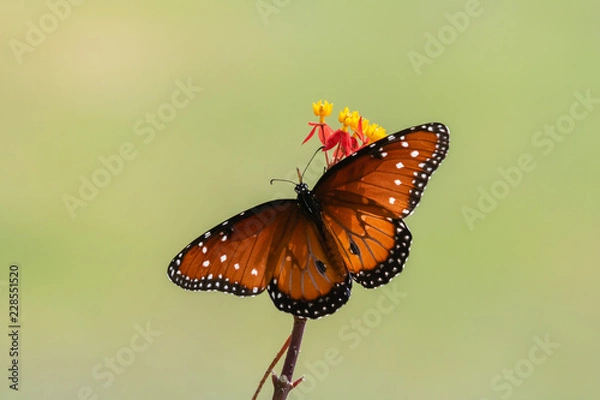 Fototapeta Queen Butterfly and Milkweed Blooms