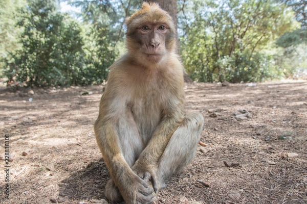 Fototapeta Young Barbary Macaque Monkey sitting in ground in the cedar forest Mid Atlas range Azrou, Morocco