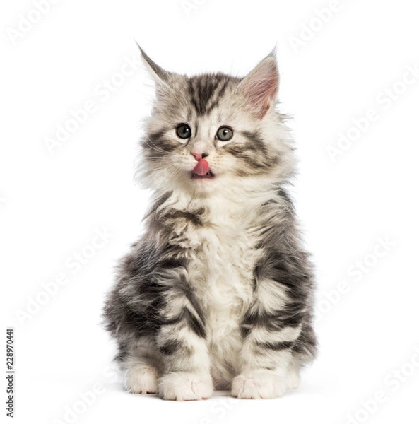 Fototapeta Maine Coon kitten, 8 tygodni, przed białym tle