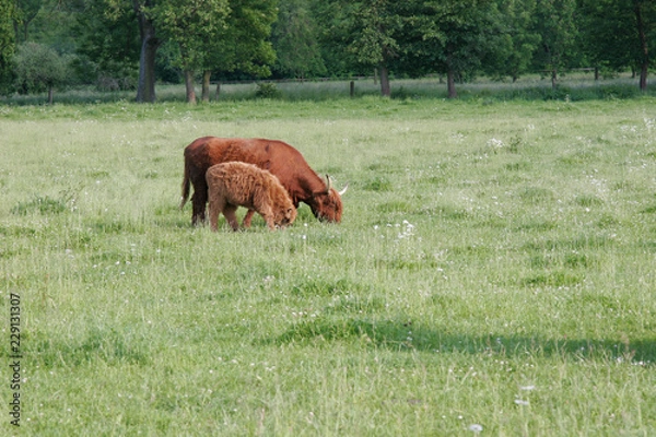 Fototapeta "Highland" cows on pasture