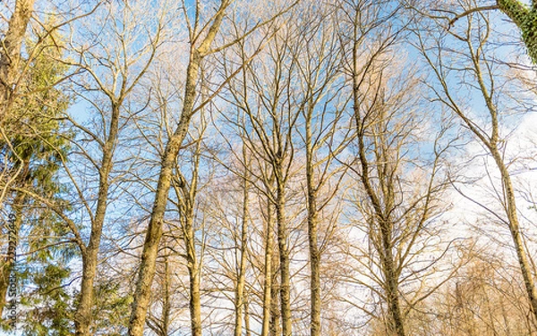 Fototapeta In the woods. Forest of Nemi, Italy