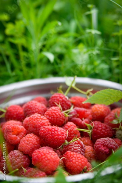 Fototapeta Pink fresh raspberries in an iron vessel in the garden on the background of green grass Berry Fruit Sadovina Healthy Food hack close up