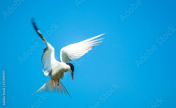 Fototapeta Common Tern Hovering in Blue Sky