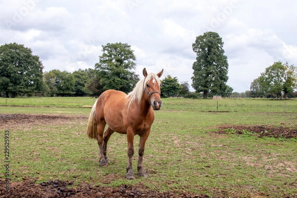 Fototapeta Cheval de race comtoise