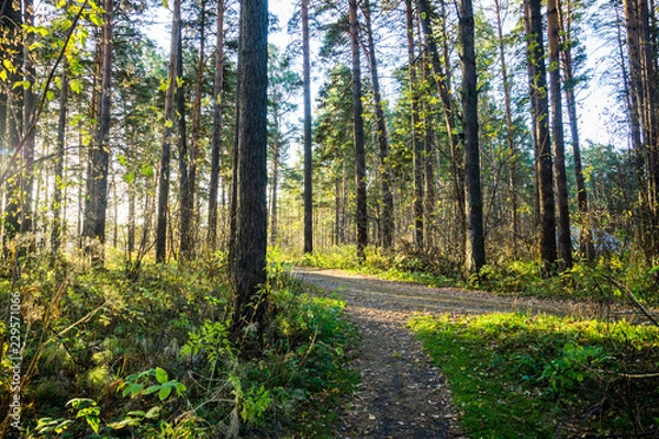 Fototapeta Beautiful forest with different trees