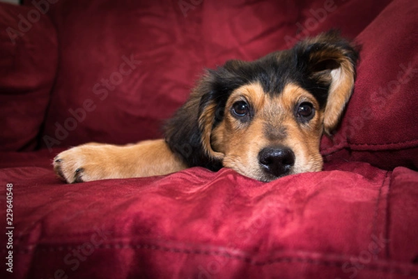 Fototapeta Golden shepherd pup lying on red sofa