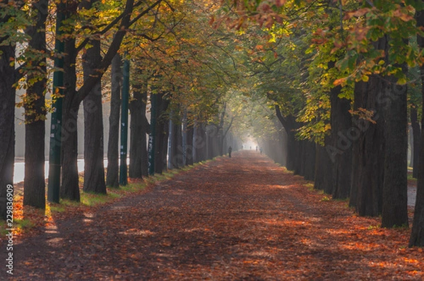 Fototapeta Herbst im Wiener Prater II