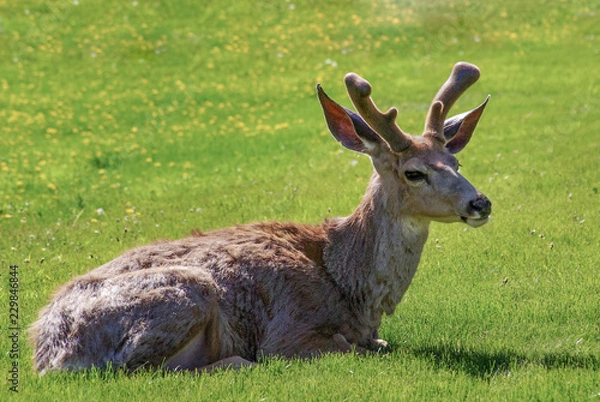 Fototapeta Young Male Buck Resting in Green Meadow