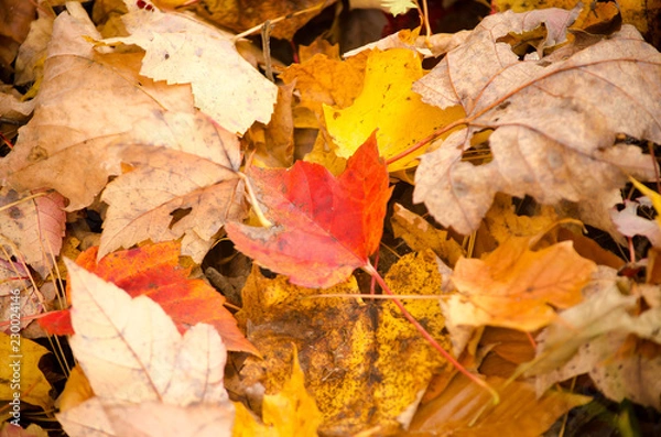 Fototapeta autumn leaves background