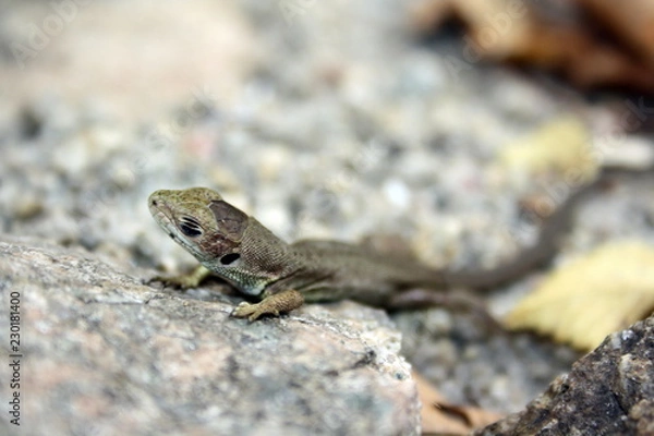 Fototapeta Little brown lizard with closed eyes on a stone