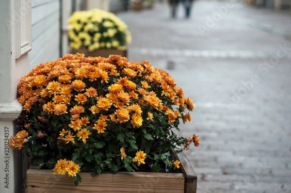 Fototapeta closeup of colorful chrysanthemums in pot in the street