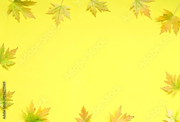 Obraz Autumn yellow background with autumn maple leaves.