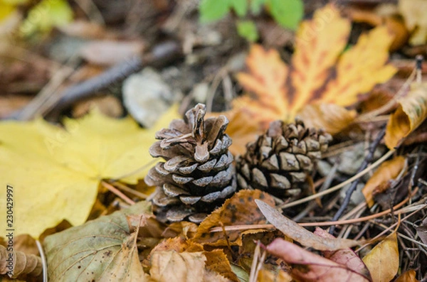 Fototapeta Colorful leaves and pince cones on the ground