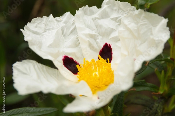 Obraz White Flower Rockrose 