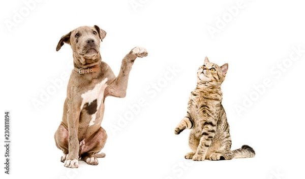 Fototapeta Playful puppy pitbull and cat Scottish Straight sitting  together, isolated on white background