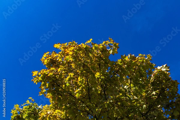 Fototapeta Klon w jesiennych kolorach z niebieskim niebem