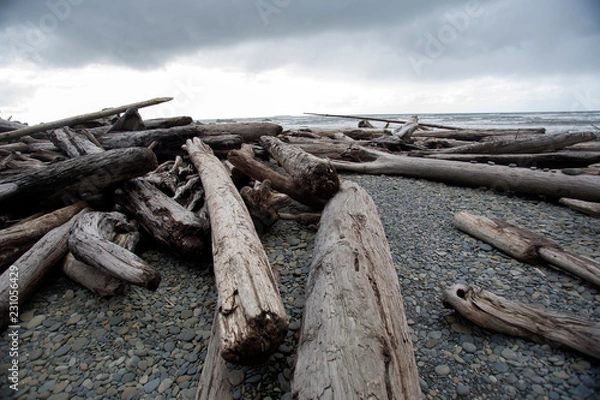 Fototapeta old tree on the beach