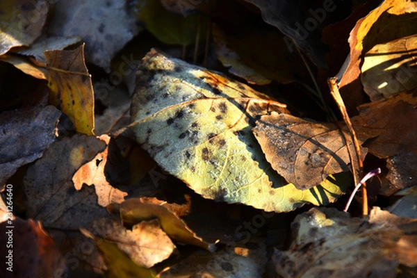 Fototapeta Decaying Leaves Covered in Frost