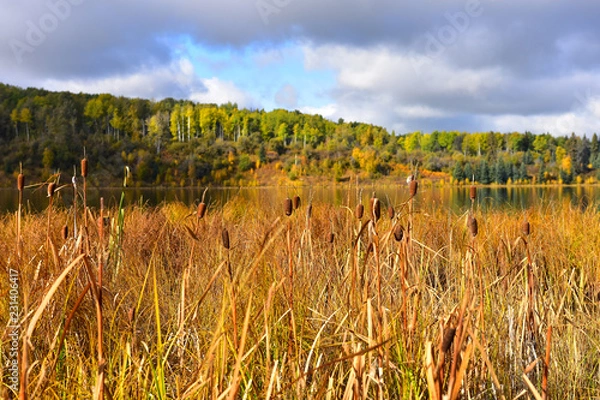 Fototapeta Brown Cattails in Autumn