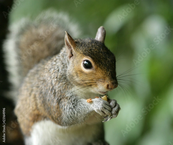 Fototapeta Portrait of a Grey Squirrel