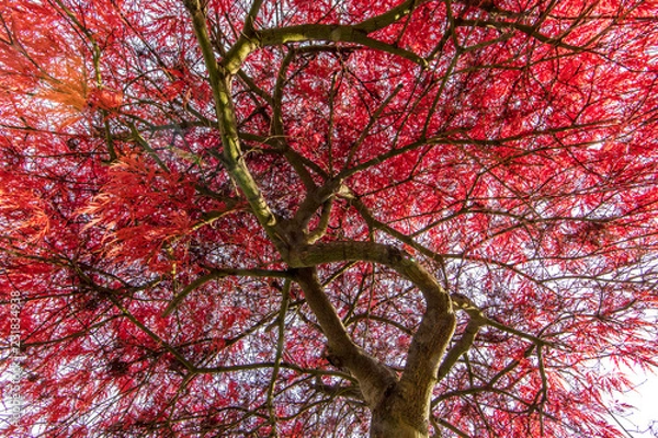 Fototapeta Ahorn im herbst