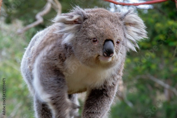 Fototapeta a smiling koala walk in the eucalyptus forest 