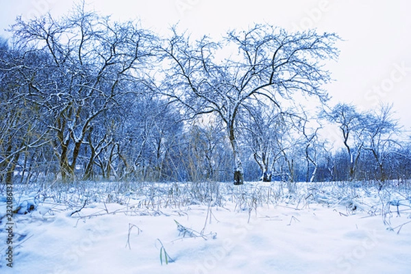 Obraz snowy trees in winter forest, natural background. frozen, snowy cold weather. late autumn or winter seasonal landscape. template for design