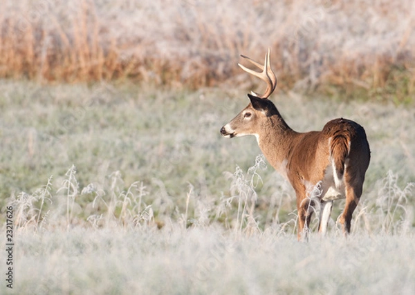 Fototapeta Whitetail deer and frost