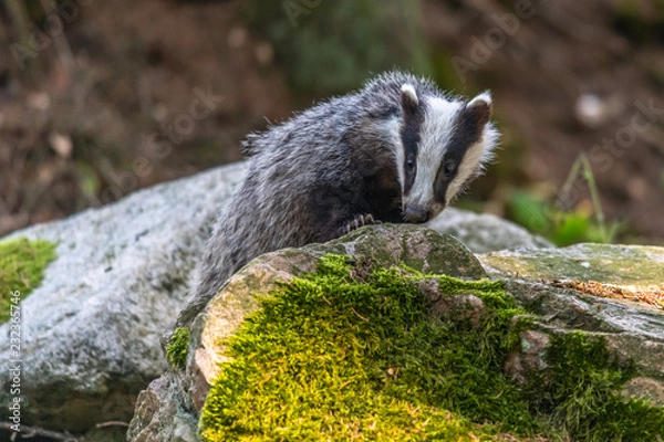 Fototapeta Badger in forest, animal in nature habitat, Germany, Europe. Wild Badger, Meles meles, animal in the wood. Mammal in environment, rainy day.