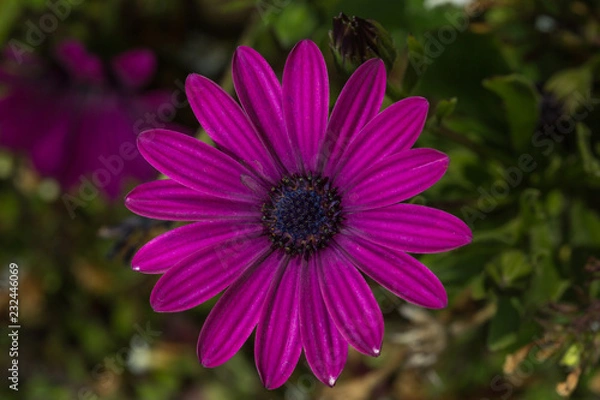 Fototapeta flower macro