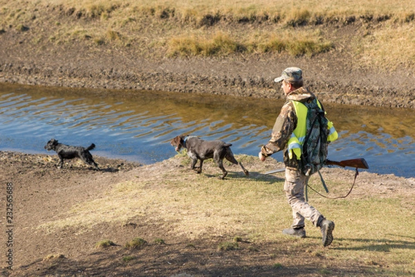 Fototapeta Hunters with a german drathaar and spaniel, pigeon hunting with dogs in reflective vests	