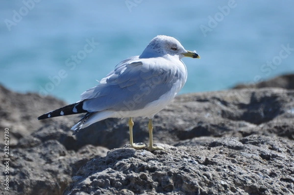 Obraz seagull on beach