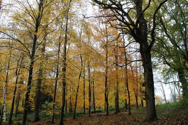 Fototapeta yellow trees in autumn landscape