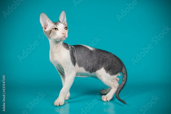 Fototapeta Don Sphinx cat on colored backgrounds