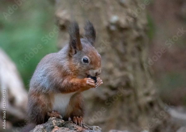 Fototapeta Red Squirrel